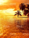 열대 야자 로세아 선셋 스톡 사진 516598476 | iStock Tropical sunset at a beach with a coconut palm tree on Moorea, an...
