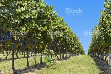포도원입니다 스톡 사진 162425689 | iStock Grapes hanging from the vine in Valpolicella, a vast hilly area...
