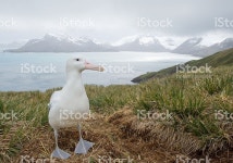 큰알바트로스 이 네스트 스톡 사진 520949270 | iStock Wandering albatross on the nest with snowy mountains and light blue...