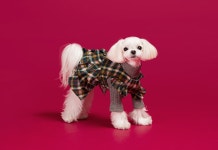 미밍코(MIMINKO) 체크 캉캉 원피스 GR[DW8AO2210_32] - 99,000원 | 무신사 스토어