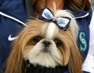 Photos: Mariners dogs on Bark at the Park night | MLB.com Photos: Mariners dogs on Bark at the Park night