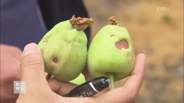 애물단지 된 ‘말 올레길’…수십 억 세금 ‘줄줄’ > 뉴스광장 1부 > 사회 > 뉴스 | KBSNEWS 애물단지 된 ‘말 올레길’…수십 억 세금 ‘줄줄’