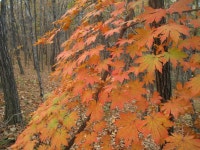 산행기 - ▒ 영주 갈곶산