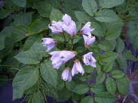 산행기 - ▒함양 벽송능선