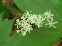 산행기 - ▒함양 벽송능선