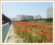 지금 반여1동 수영강변에서는.... > 갤러리
