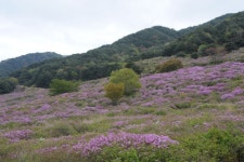 “제19회 지리산운봉 바래봉 철쭉제 ”:내외신문 ≪내외신문≫ “제19회 지리산운봉 바래봉 철쭉제 ”