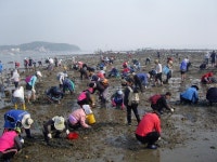 당진시,제9회 한진포구 바지락 갯벌체험 성황리 마무리:내외신문 ≪내외신문≫ 당진시,제9회 한진포구 바지락 갯벌체험 성황리 마무리