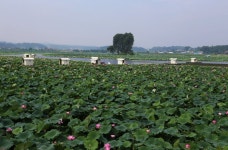 당진시 신평면 오봉제를 가득 매운 연꽃의 향연:내외신문 ≪내외신문≫ 당진시 신평면 오봉제를 가득 매운 연꽃의 향연