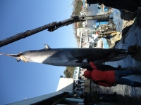 속초해경,강원 고성 초도 앞바다서 4.6M 밍크고래 혼획:내외신문 ≪내외신문≫ 속초해경,강원 고성 초도 앞바다서 4.6M 밍크고래 혼획