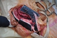 군산해경, 불법 포획 고래 고기 500kg 육로 운반 중 덜미 잡혀:내외신문 ≪내외신문≫ 군산해경, 불법 포획 고래 고기 500kg 육로 운반 중... 