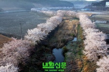 당진천 벚꽃 이번 주말 만개, 축제도 열려:내외신문 ≪내외신문≫ 당진천 벚꽃 이번 주말 만개, 축제도 열려