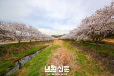 당진천 벚꽃 만개 절정:내외신문 ≪내외신문≫ 당진천 벚꽃 만개 절정