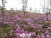 남동구. 아시아드선수촌공원에 찾아온 봄...:내외신문 ≪내외신문≫ 남동구. 아시아드선수촌공원에 찾아온 봄...