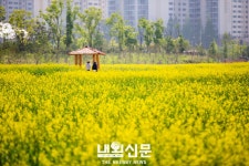 계양구. 계양꽃마루 유채꽃단지 개장.:내외신문 ≪내외신문≫ 계양구.  계양꽃마루 유채꽃단지 개장.
