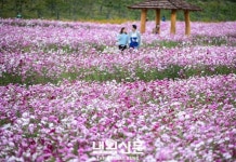계양구 꽃마루, 가을꽃의 여왕 코스모스 개장:내외신문 ≪내외신문≫ 계양구 꽃마루, 가을꽃의 여왕 코스모스 개장