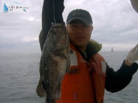 안면도옷점항 낚시배 옷점항우럭낚시 우럭조황~ 바다사랑호 조황정보  [충남 - 태안군] - 낚시배닷컴