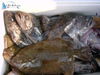 안면도옷점항 낚시배 옷점항선상낚시 10/2일 조황정보입니다. 바다사랑호 조황정보  [충남 - 태안군] - 낚시배닷컴