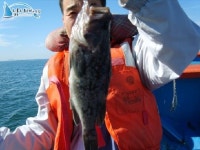 안면도옷점항 다운샷낚시 안면도배낚시 10/30 조황정보입니다. 옷점금성호 조황정보  [충남 - 태안군] - 낚시배닷컴