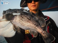 		 홍원항배낚시 탐사조황 홍원호				 	조황정보[충남 서천군 - 홍원항] :: 낚시배닷컴