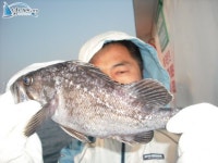 		 홍원항배낚시 탐사조황 홍원호				 	조황정보[충남 서천군 - 홍원항] :: 낚시배닷컴