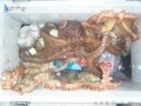	안흥침선낚시  [충남 태안군 - 안흥항] :: 낚시배닷컴 침선낚시 