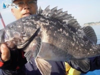 인천 먼바다낚시 연안부두배낚시 6월 7일 대박~~! 히트호 조황정보  [인천 - 중구] - 낚시배닷컴