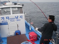 포항 선상낚시 양포항바다낚시 *카드 6줄  타는 고등어도 가자피싱호 조황정보  [경북 - 포항시] - 낚시배닷컴