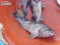 석천 바다낚시 석천항낚시배 10년10월24일 조황정보 임해호 조황정보  [경기 - 화성시] - 낚시배닷컴