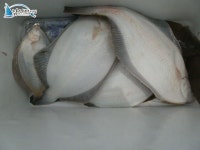 바다낚시  [  - ] :: 낚시배닷컴 바다낚시
