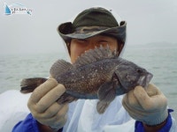 석천 바다낚시 석천항배낚시 7월24일 임해호조황정보 -1 임해호 조황정보  [경기 - 화성시] - 낚시배닷컴