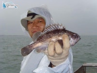 석천 바다낚시 석천항배낚시 7월24일 임해호조황정보 -1 임해호 조황정보  [경기 - 화성시] - 낚시배닷컴