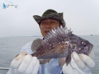 석천 바다낚시 석천항배낚시 7월24일 임해호 조황정보 -2 임해호 조황정보  [경기 - 화성시] - 낚시배닷컴