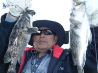 인천 바다낚시 인천남항배낚시 5월27일호진낚시(송도호)기쁜조황 송도호 조황정보  [인천 - 중구] - 낚시배닷컴