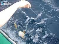 고성문암2리 가자미낚시 고성가자미낚시 7/7일 동해선상배낚시 참가자미조황!! 강원도 고성군 문암2리항 진양호 (2) 문암진양호 조황정보... 