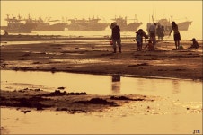 [D100]안면도(사진多) - 전원 갤러리