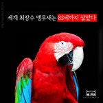 [애니팩트] 세계 최장수 앵무새는 83세까지 살았다 | 한국일보