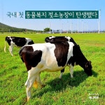 [애니팩트] 국내 첫 동물복지 젖소농장이 탄생했다 | 한국일보