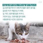 [카드뉴스] “함께 살고 싶다냥~” 길고양이의 간절한 외침 | 한국일보