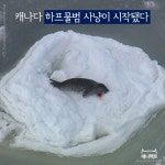 [애니팩트] 캐나다 하프물범 사냥이 시작됐다 | 한국일보