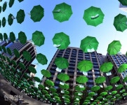 초록우산과 가을 하늘이 만든 이색풍경 | 한국일보