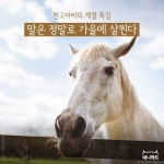 [애니팩트] 천고마비의 계절 특집: 말은 가을에 살찐다 | 한국일보