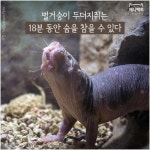 [애니팩트] 벌거숭이두더지쥐는 18분 동안 숨을 참을 수 있다 | 한국일보