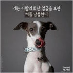 [애니팩트] 개는 화난 사람 얼굴을 보면 혀를 날름거린다 | 한국일보
