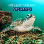 [애니팩트] 새끼 푸른바다거북의 99%가 암컷인 지역이 있다 | 한국일보