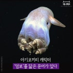 한국일보_[애니팩트] 아기코끼리 캐릭터 ‘덤보’를 닮은 문어가 있다 한국일보 : 세상을 보는 균형