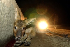 국립공원 주변 도로에 로드킬 집중... 생태통로 등 대책도 미흡 | 한국일보 야생동물 로드킬 국립공원 주변서 빈번 | 한국일보