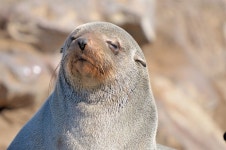 물개 배설물에서 USB 발견 “주인을 찾습니다” | 한국일보