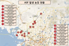 14번째 돼지열병, 수평 전파했나 북한서 남하했나 | 한국일보