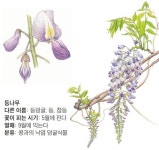 [그림으로 보는 자연] 배배 꼬며 올라가는 등나무… 오뉴월에... [그림으로 보는 자연] 배배 꼬며 올라가는 등나무… 오뉴월에 꽃피운답니다